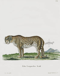 Schreber Fantastic Beasts Antique Engraving Leopard - Panteek Antique Prints