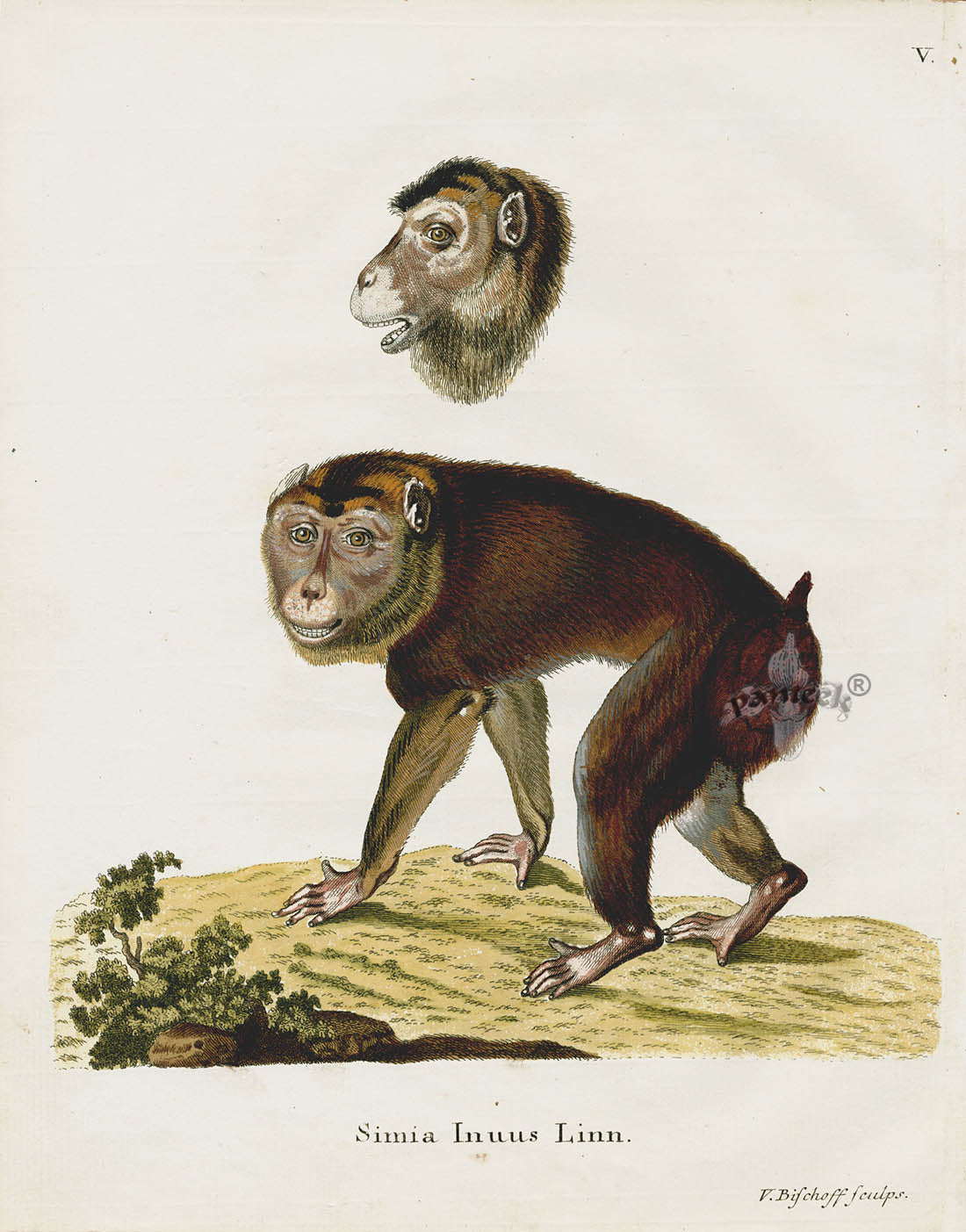 Schreber Fantastic Beasts Antique Engraving Macaque