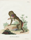 Schreber Fantastic Beasts Antique Engraving Mandrill - Panteek Antique Prints