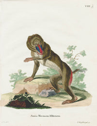 Schreber Fantastic Beasts Antique Engraving Mandrill - Panteek Antique Prints