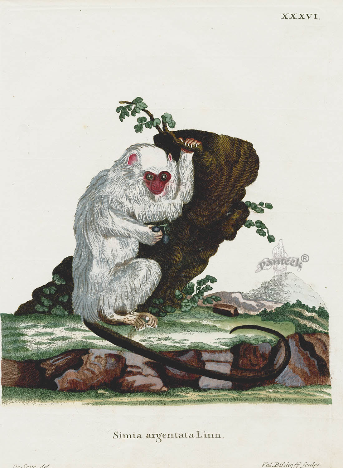 Schreber Fantastic Beasts Antique Engraving Marmoset