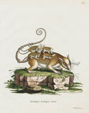 Schreber Fantastic Beasts Antique Engraving Opossum Marsupial - Panteek Antique Prints