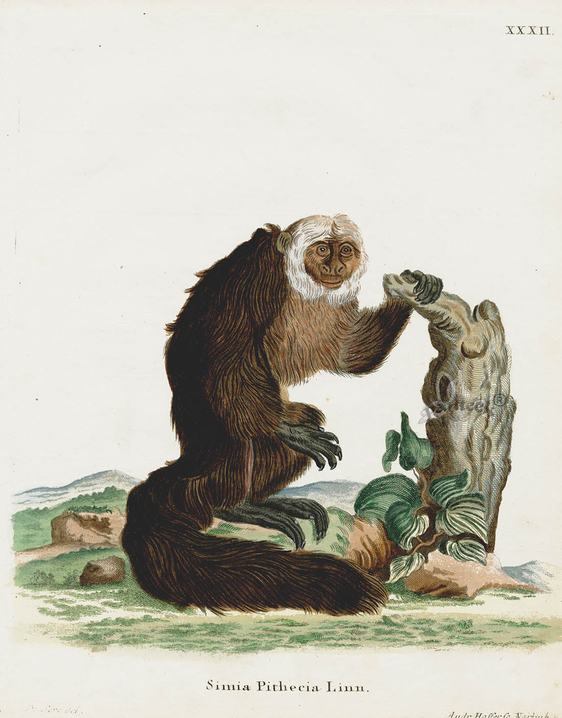 Schreber Fantastic Beasts Antique Engraving Paki