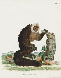 Schreber Fantastic Beasts Antique Engraving Paki - Panteek Antique Prints