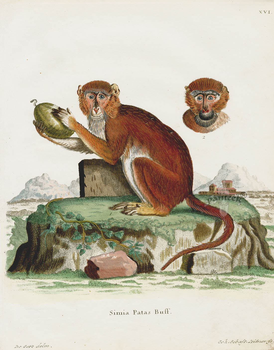 Schreber Fantastic Beasts Antique Engraving Patas Monkey