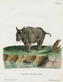 Schreber Fantastic Beasts Antique Engraving Rhinocerous - Panteek Antique Prints