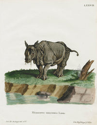 Schreber Fantastic Beasts Antique Engraving Rhinocerous - Panteek Antique Prints