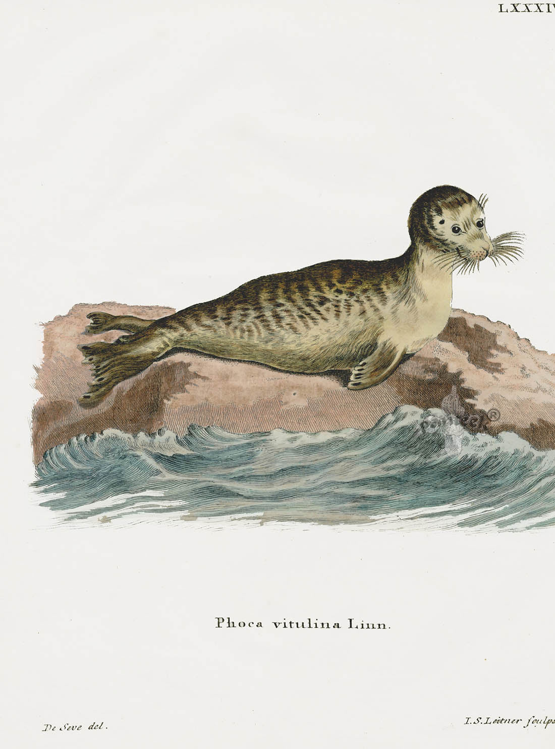 Schreber Fantastic Beasts Antique Engraving Seal