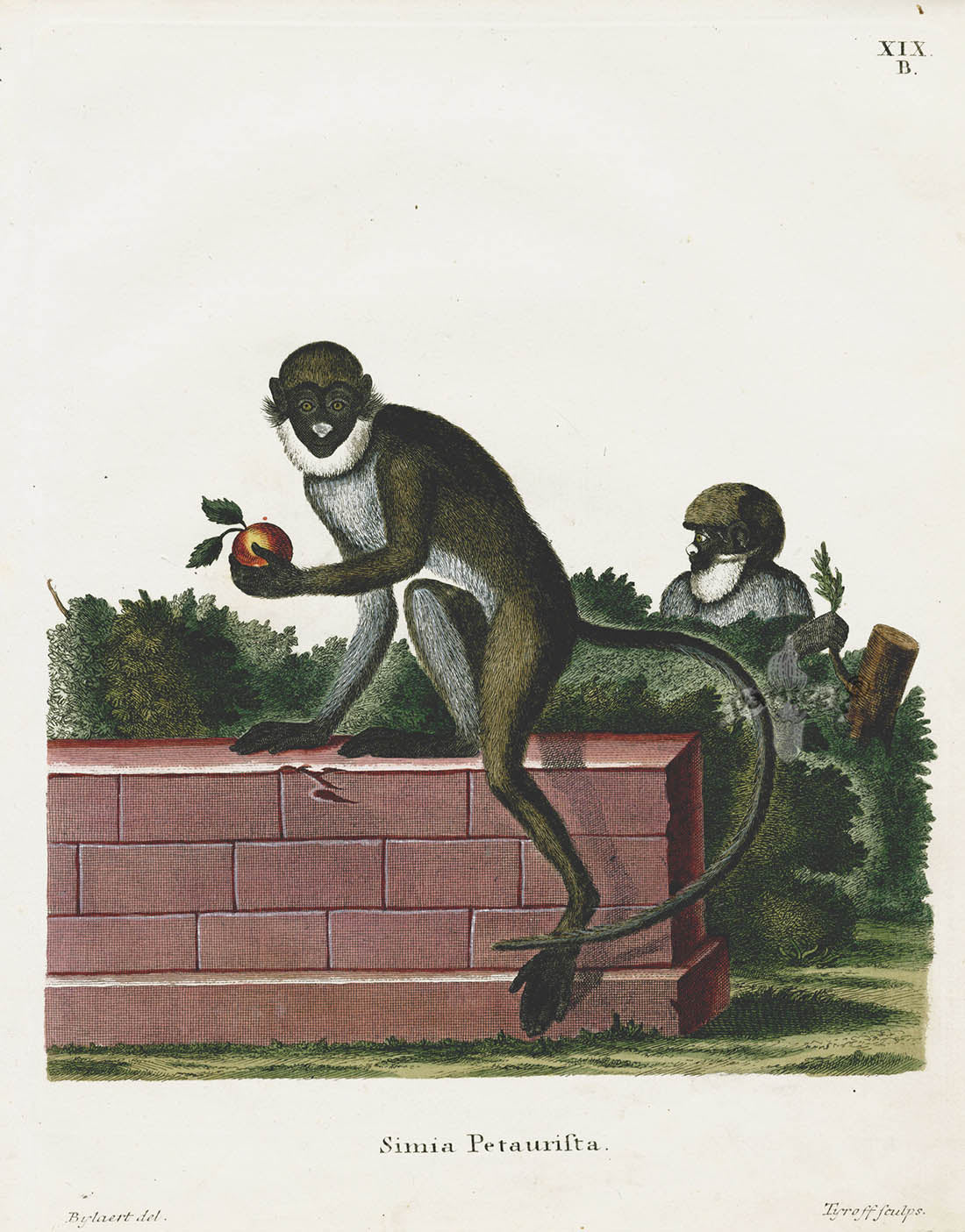 Schreber Fantastic Beasts Antique Engraving Spot-nosed Monkey