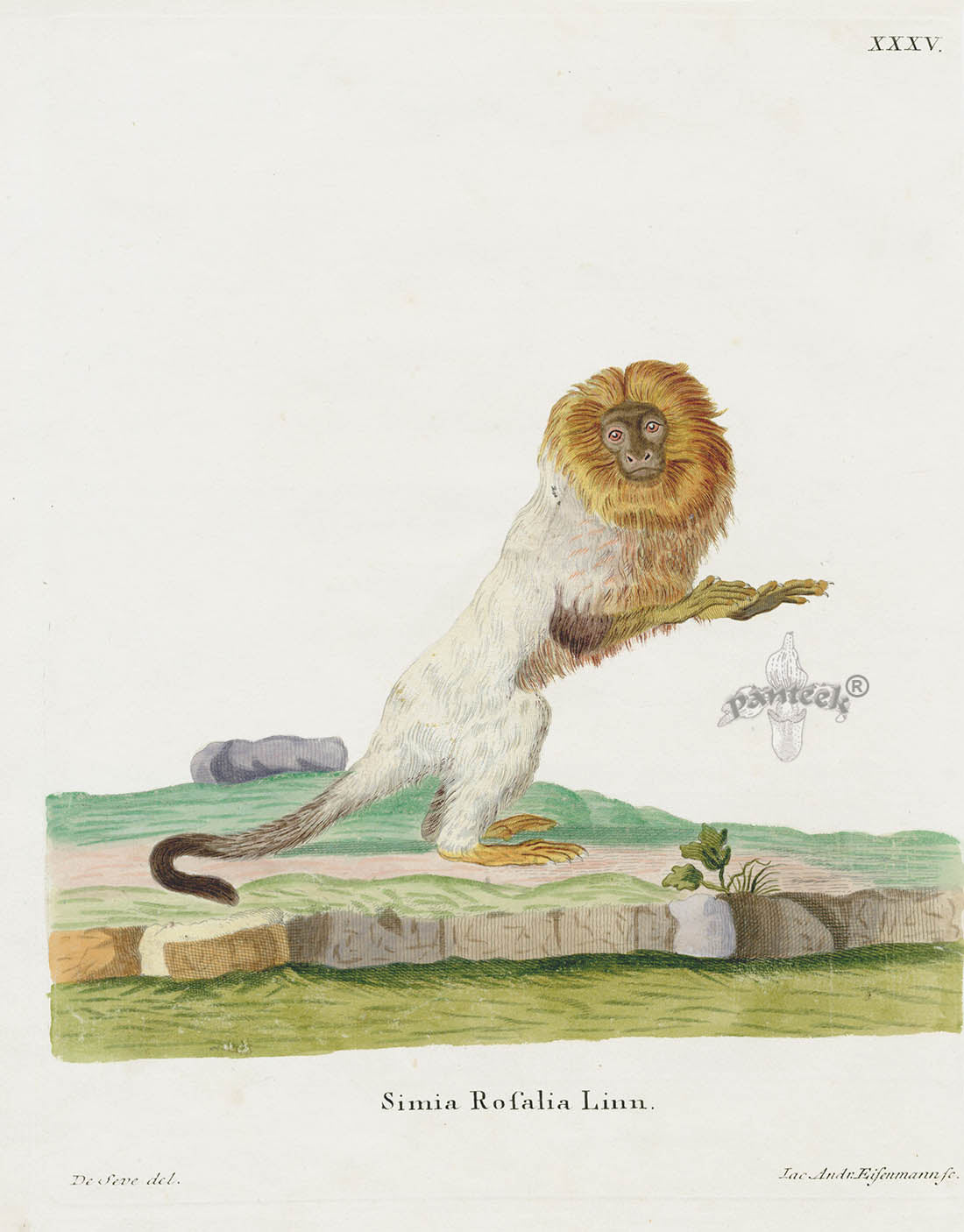 Schreber Fantastic Beasts Antique Engraving Tamarin