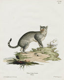 Schreber Fantastic Beasts Antique Engraving Wild Cat - Panteek Antique Prints