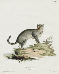 Schreber Fantastic Beasts Antique Engraving Wild Cat - Panteek Antique Prints