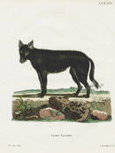 Schreber Fantastic Beasts Antique Engraving Wolf - Panteek Antique Prints