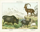 Schubert Animal Realm Print Buffalo - Panteek Antique Prints