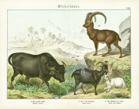 Schubert Animal Realm Print Buffalo - Panteek Antique Prints