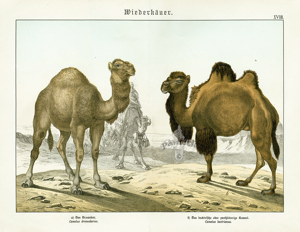 Schubert Animal Realm Print Camel