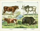 Schubert Animal Realm Print Cattle, Oxen, Bison - Panteek Antique Prints