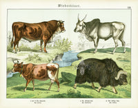Schubert Animal Realm Print Cattle, Oxen, Bison - Panteek Antique Prints