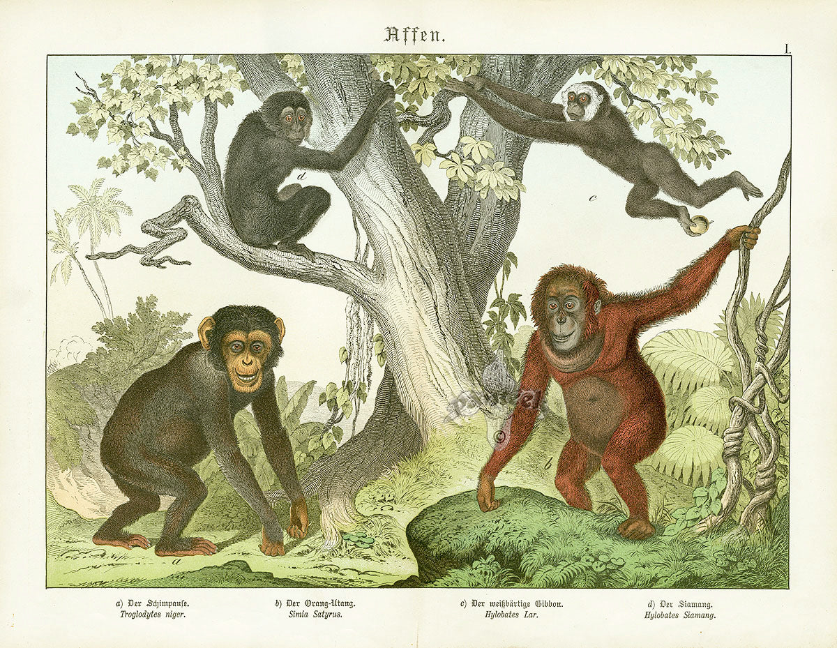 Schubert Animal Realm Print Chimpanzees