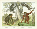 Schubert Animal Realm Print Chimpanzees - Panteek Antique Prints