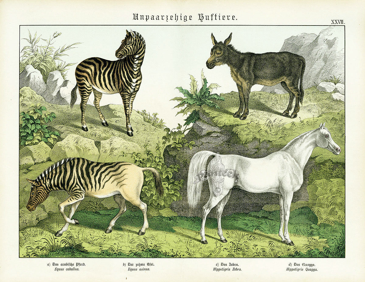 Schubert Animal Realm Print Donkey Zebra | Panteek Antique Prints