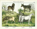 Schubert Animal Realm Print Donkey Zebra - Panteek Antique Prints