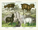 Schubert Animal Realm Print Goats, Mountain Sheep - Panteek Antique Prints