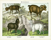 Schubert Animal Realm Print Goats, Mountain Sheep - Panteek Antique Prints