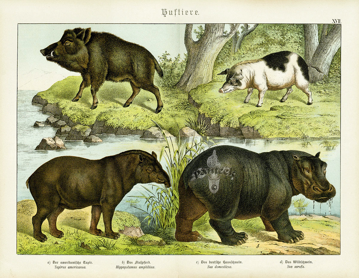 Schubert Animal Realm Print Hippopotamus