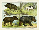 Schubert Animal Realm Print Hippopotamus - Panteek Antique Prints