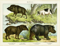 Schubert Animal Realm Print Hippopotamus - Panteek Antique Prints