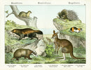Schubert Animal Realm Print Kangaroo - Panteek Antique Prints