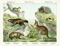 Schubert Animal Realm Print Kangaroo - Panteek Antique Prints
