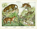 Schubert Animal Realm Print Lynx, Leopard - Panteek Antique Prints