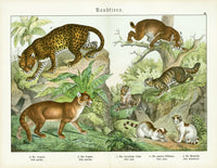 Schubert Animal Realm Print Lynx, Leopard - Panteek Antique Prints