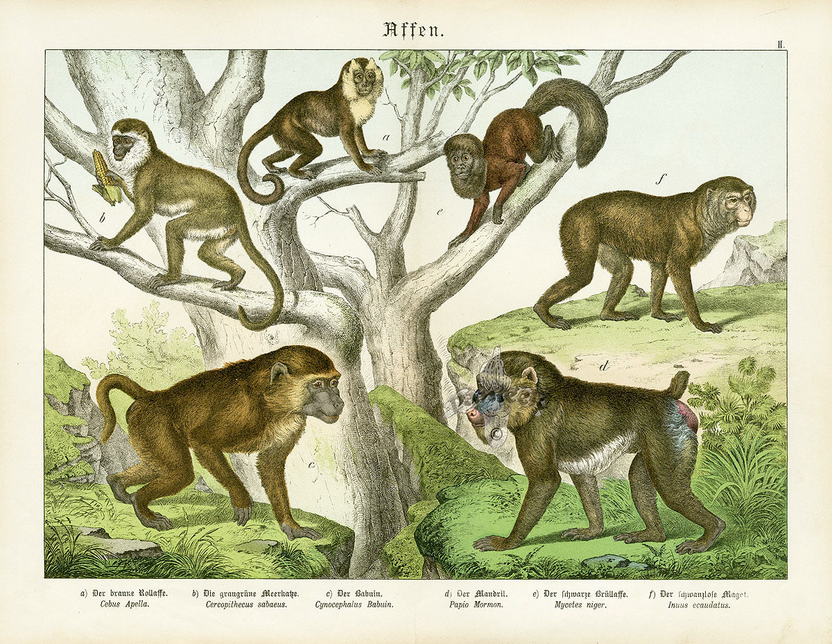Schubert Animal Realm Print Mandril, Baboon