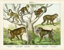 Schubert Animal Realm Print Mandril, Baboon - Panteek Antique Prints
