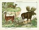 Schubert Animal Realm Print Moose - Panteek Antique Prints