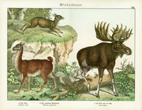 Schubert Animal Realm Print Moose - Panteek Antique Prints