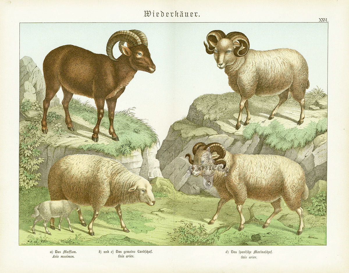 Schubert Animal Realm Print Mountain Sheep, Ram