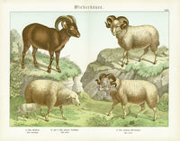 Schubert Animal Realm Print Mountain Sheep, Ram - Panteek Antique Prints