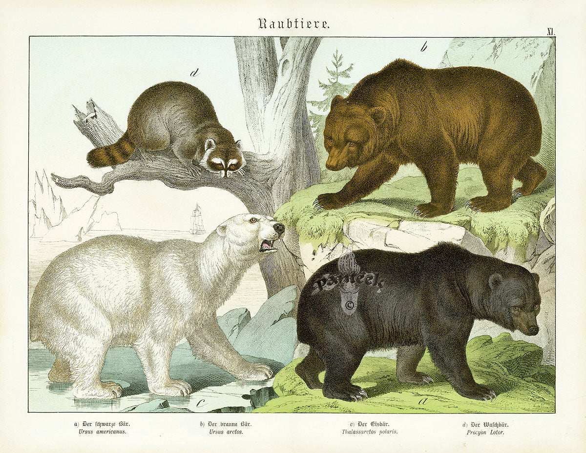 Schubert Animal Realm Print Polar & Grizzly Bear