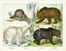 Schubert Animal Realm Print Polar & Grizzly Bear - Panteek Antique Prints