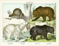 Schubert Animal Realm Print Polar & Grizzly Bear - Panteek Antique Prints