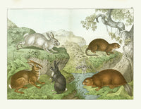 Schubert Animal Realm Print Rabbit, Beaver - Panteek Antique Prints