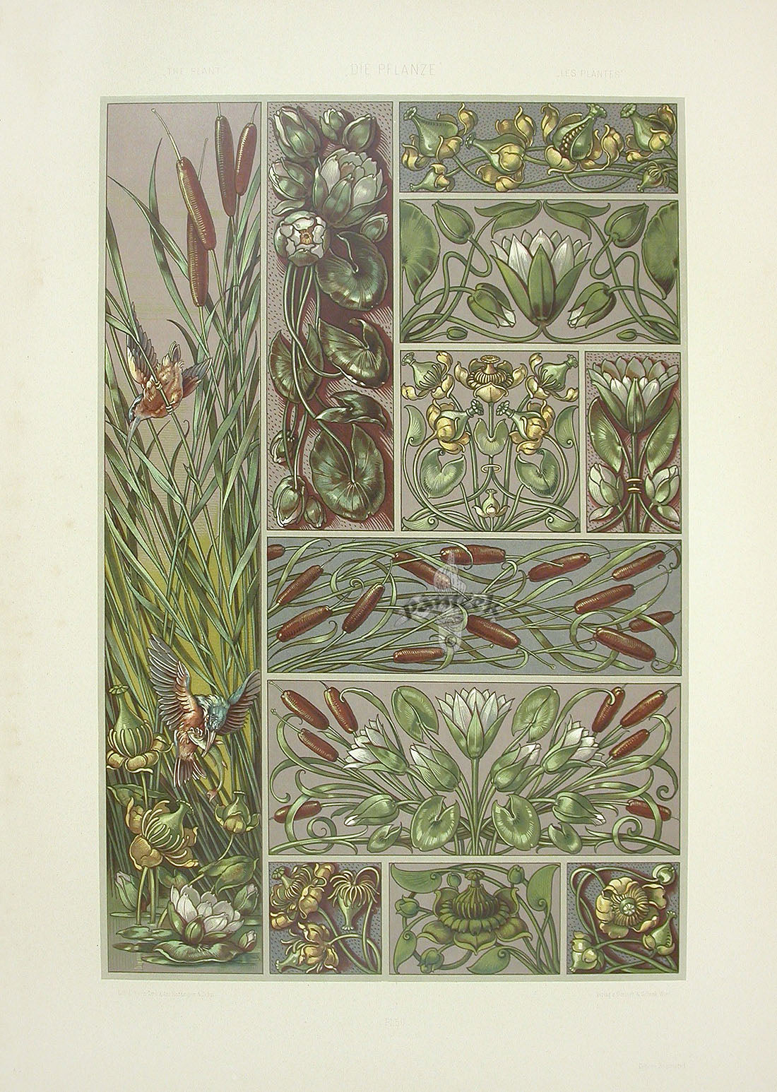 Seder The Plant in Art and Trade Print Cattails, Pond Lilies