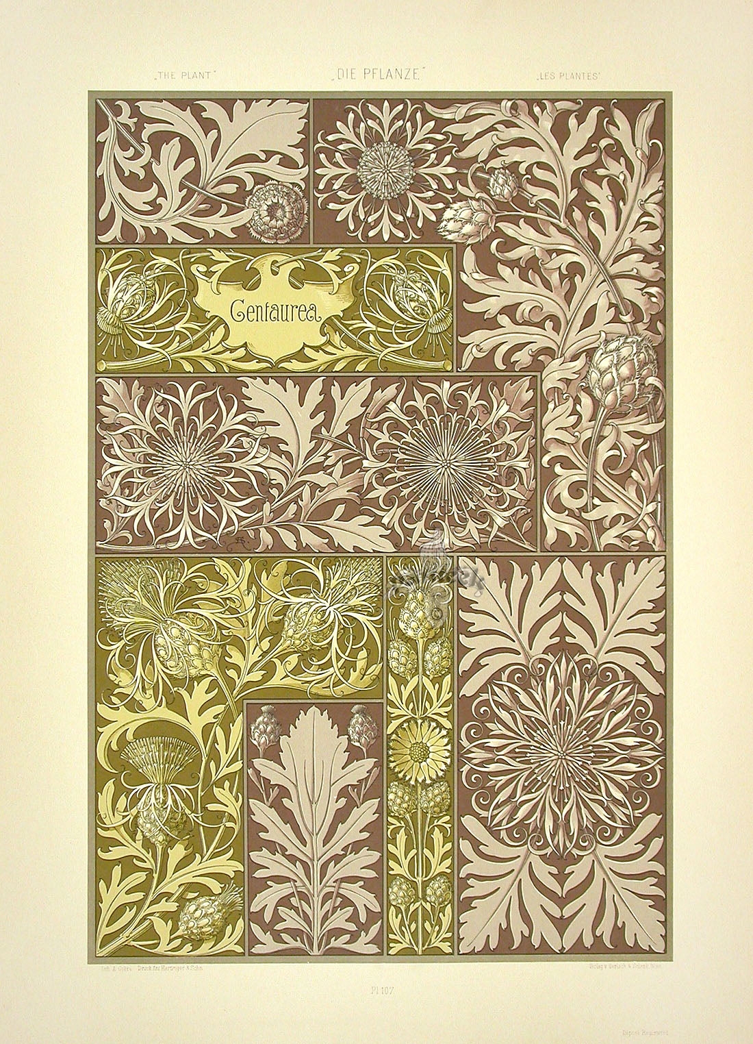 Seder The Plant in Art and Trade Print Centaurea