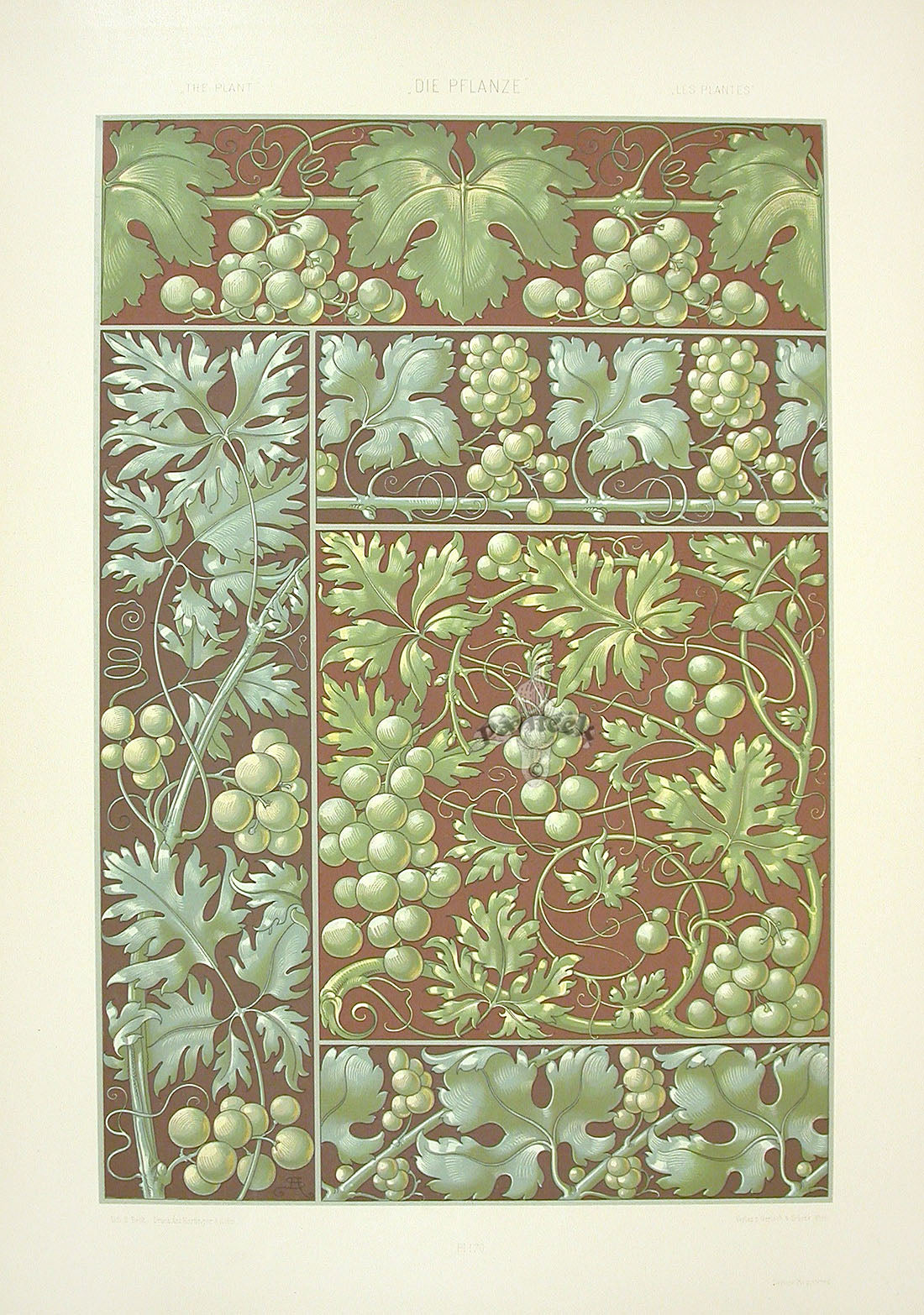 Seder The Plant in Art and Trade Print Grapevine