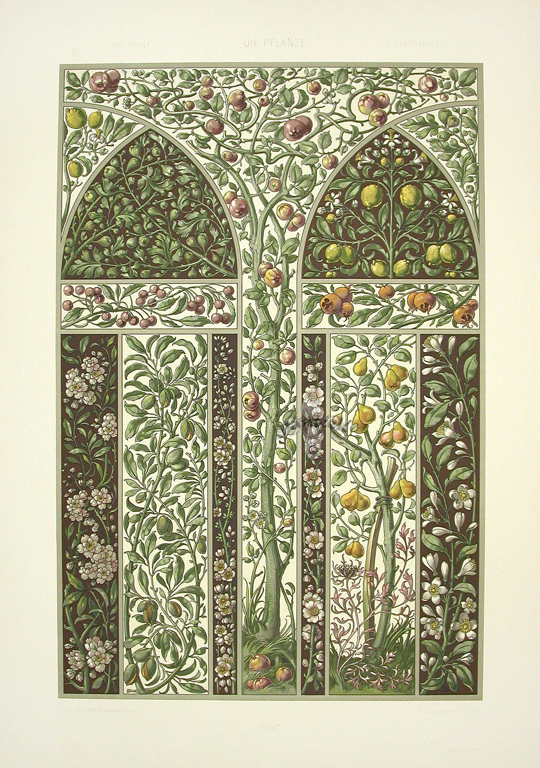 Seder The Plant in Art and Trade Print Lemon, Fig, Pear, Almond Trees