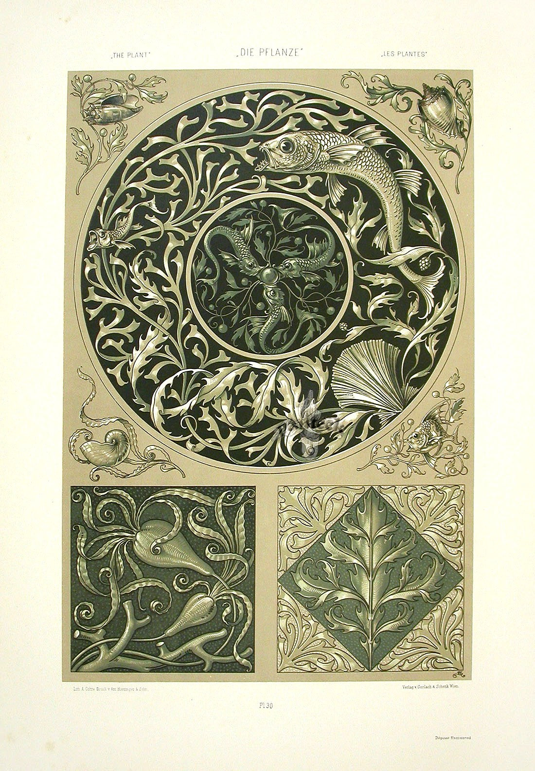 Seder The Plant in Art and Trade Print Nautilus Shell & Carp